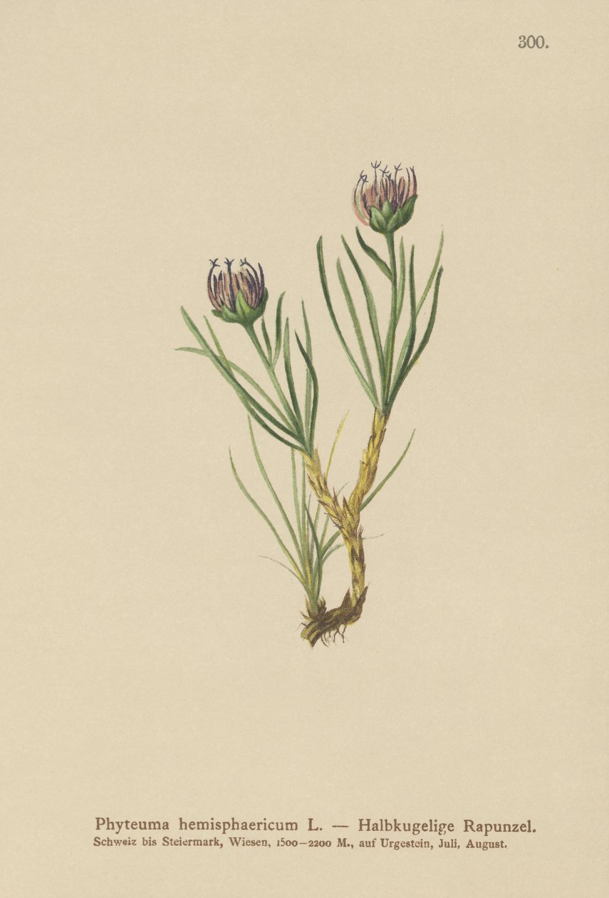 Globhuvud Rampion (Phyteuma hemisphaericum) av German School