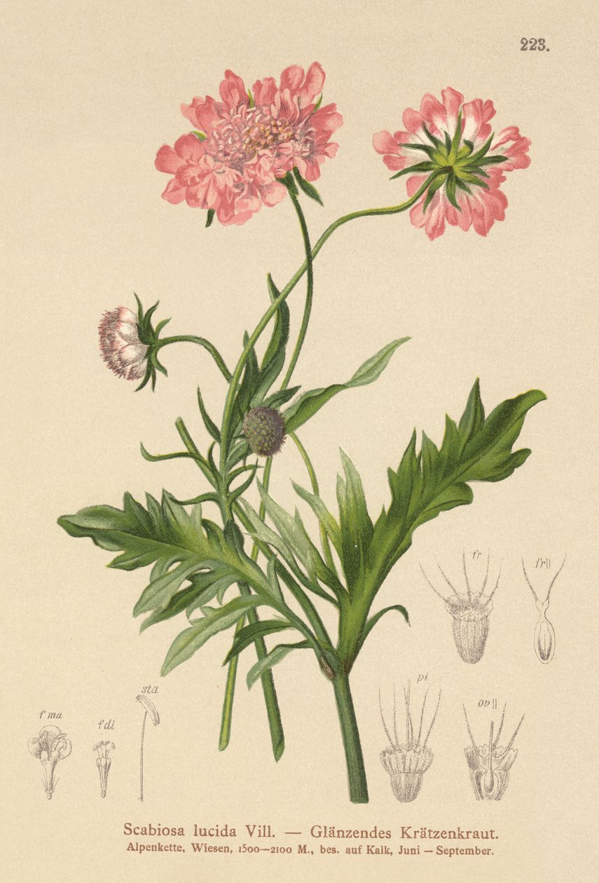 Glänsande skabb (Scabiosa lucida) av German School