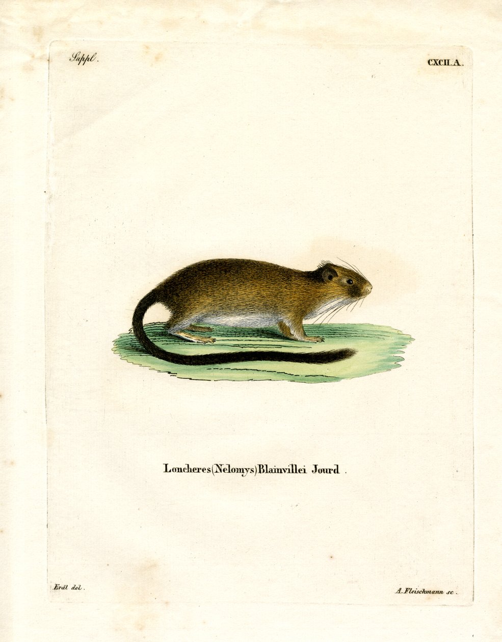 Golden Atlantic Tree Rat (färgad gravyr) av German School
