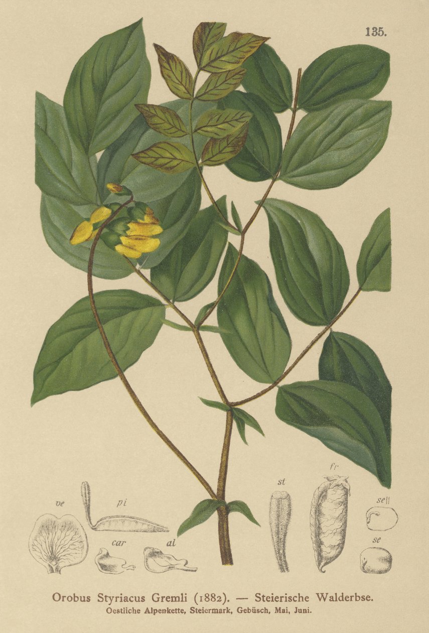 Guldvicker (Orobus styriacus, Lathyrus aureus) av German School