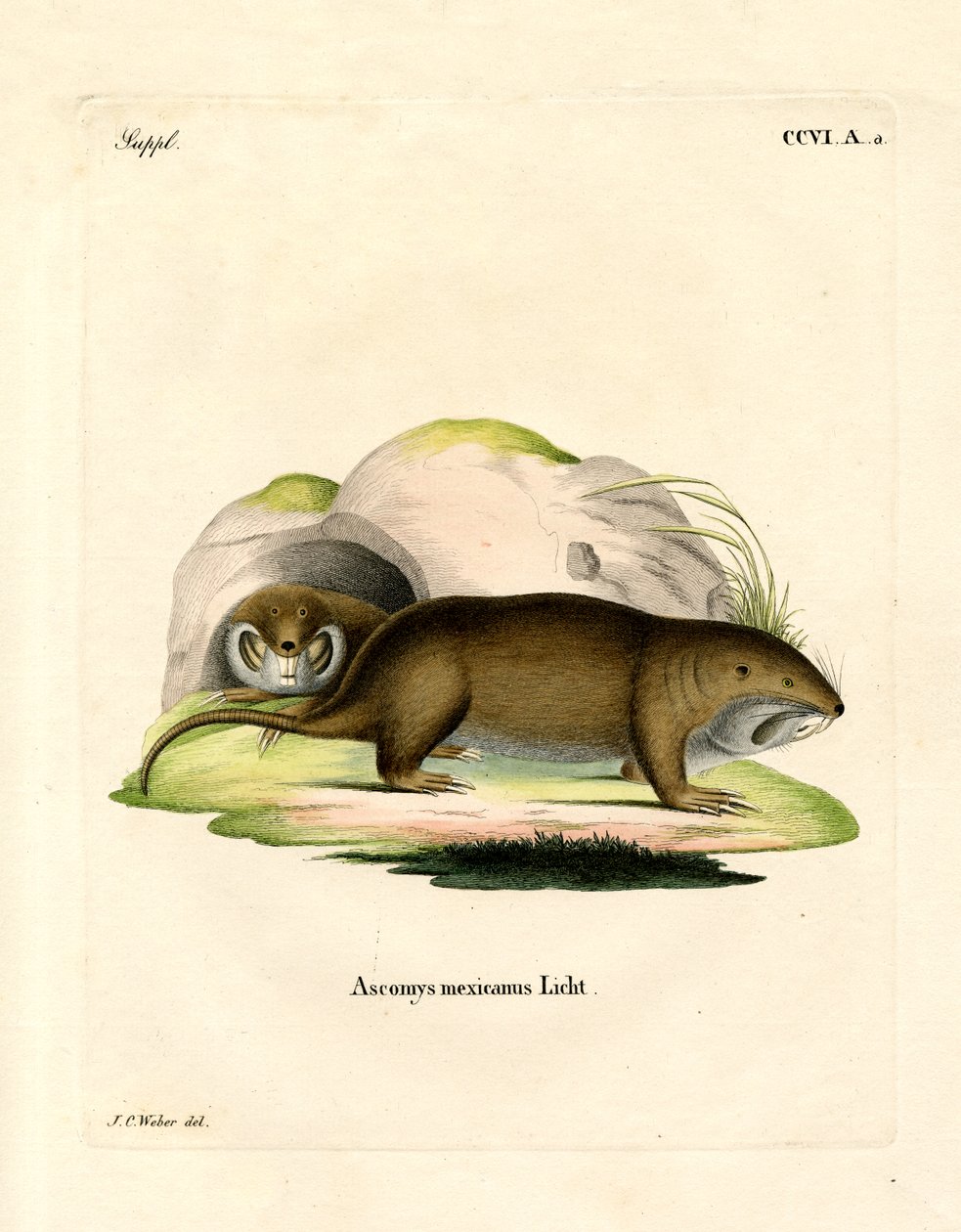 Gopher (färgad gravyr) av German School