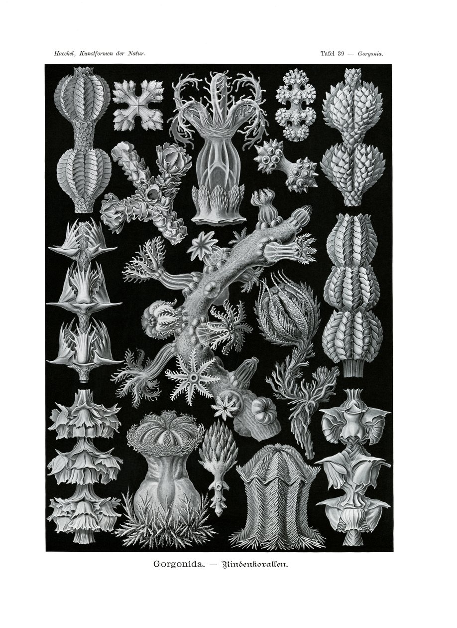 Gorgonid, 1899-1904 av German School