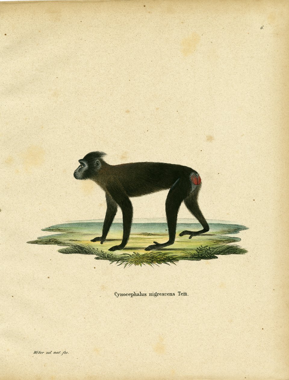 Gorontalo Macaque (färgad gravyr) av German School