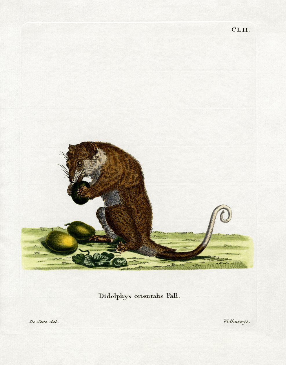 Grey Cuscus (färgad gravyr) av German School