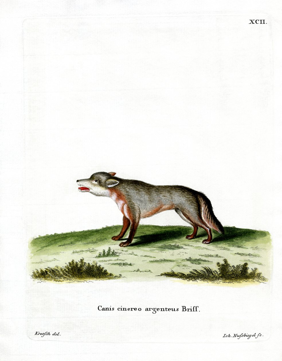 Grey Fox (färgad gravyr) av German School