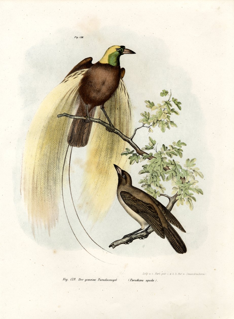 Paradisets större fågel, 1864 av German School