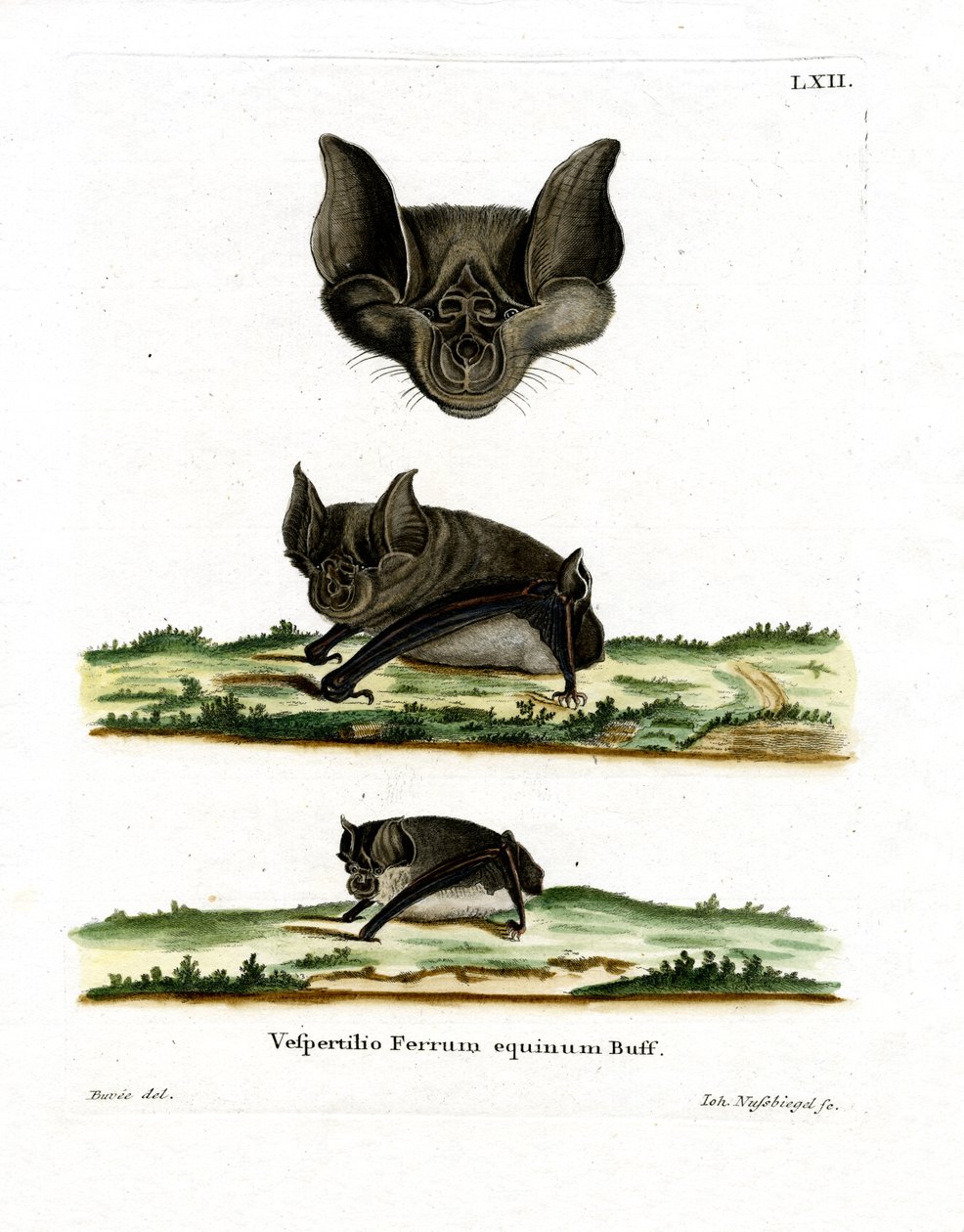 Greater Horseshoe Bat (färgad gravyr) av German School