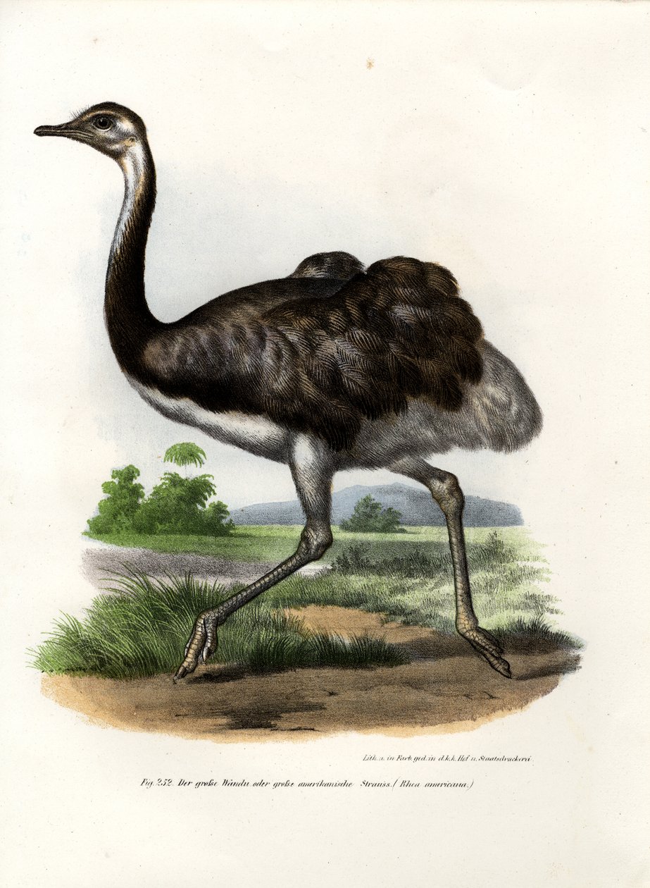 Greater Rhea, 1864 av German School