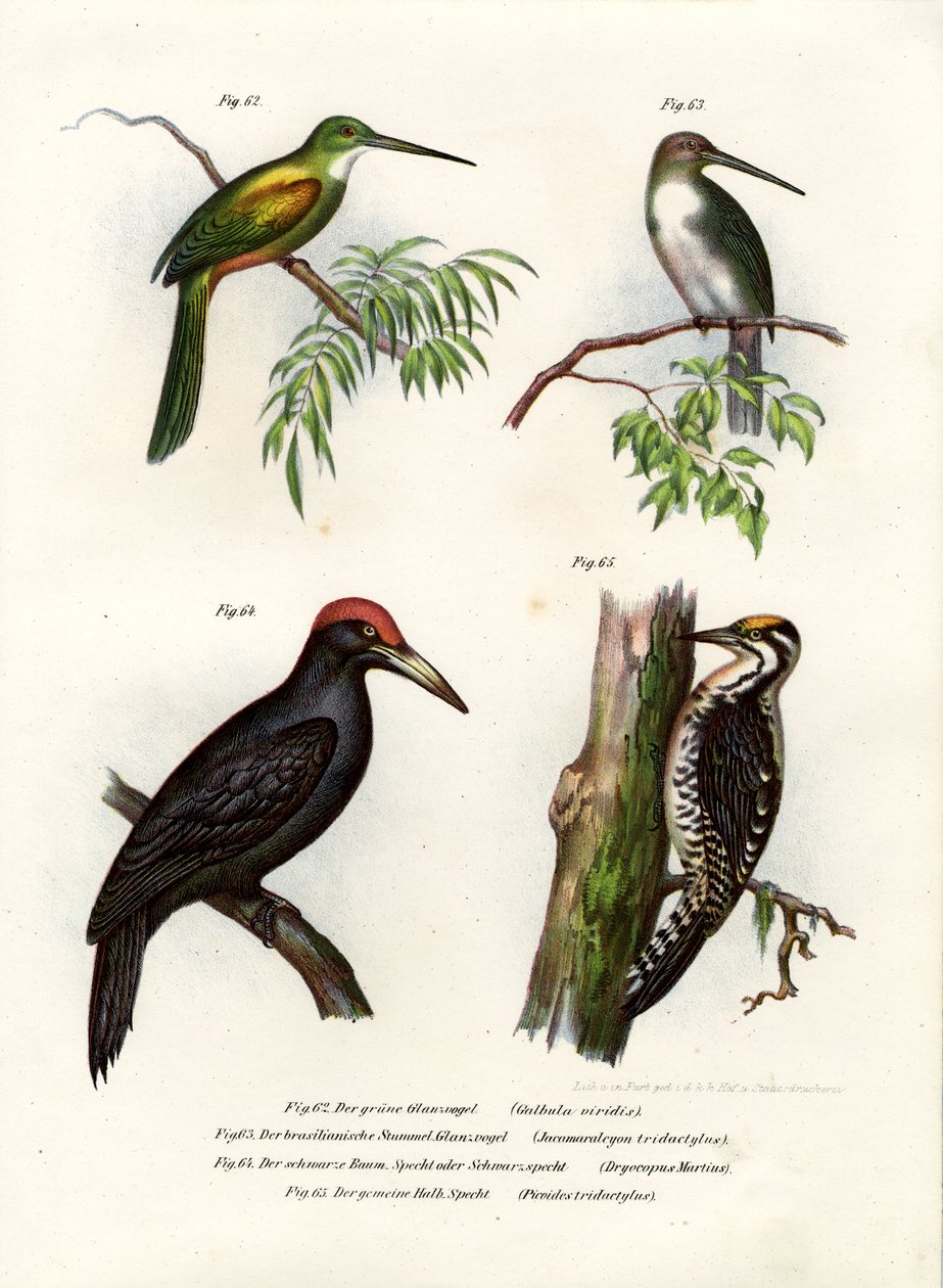 Grönstjärtad Jacamar, 1864 av German School