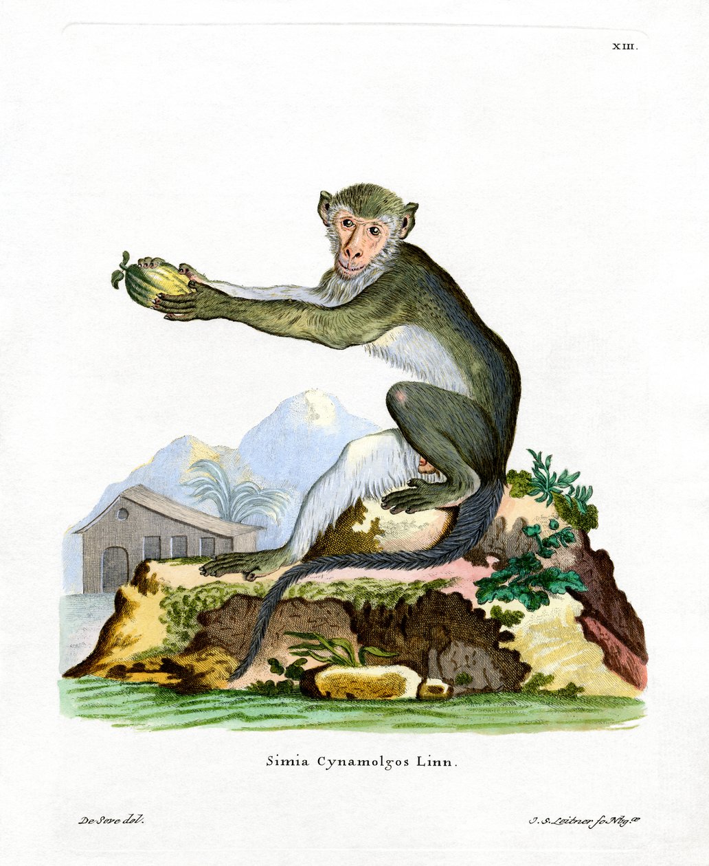 Green Monkey (färgad gravyr) av German School