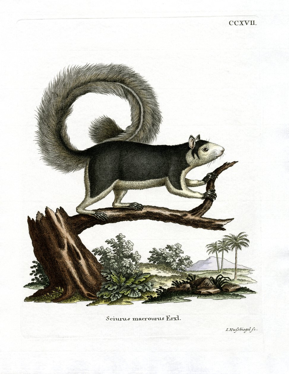 Grizzled Giant Squirrel (färgad gravyr) av German School
