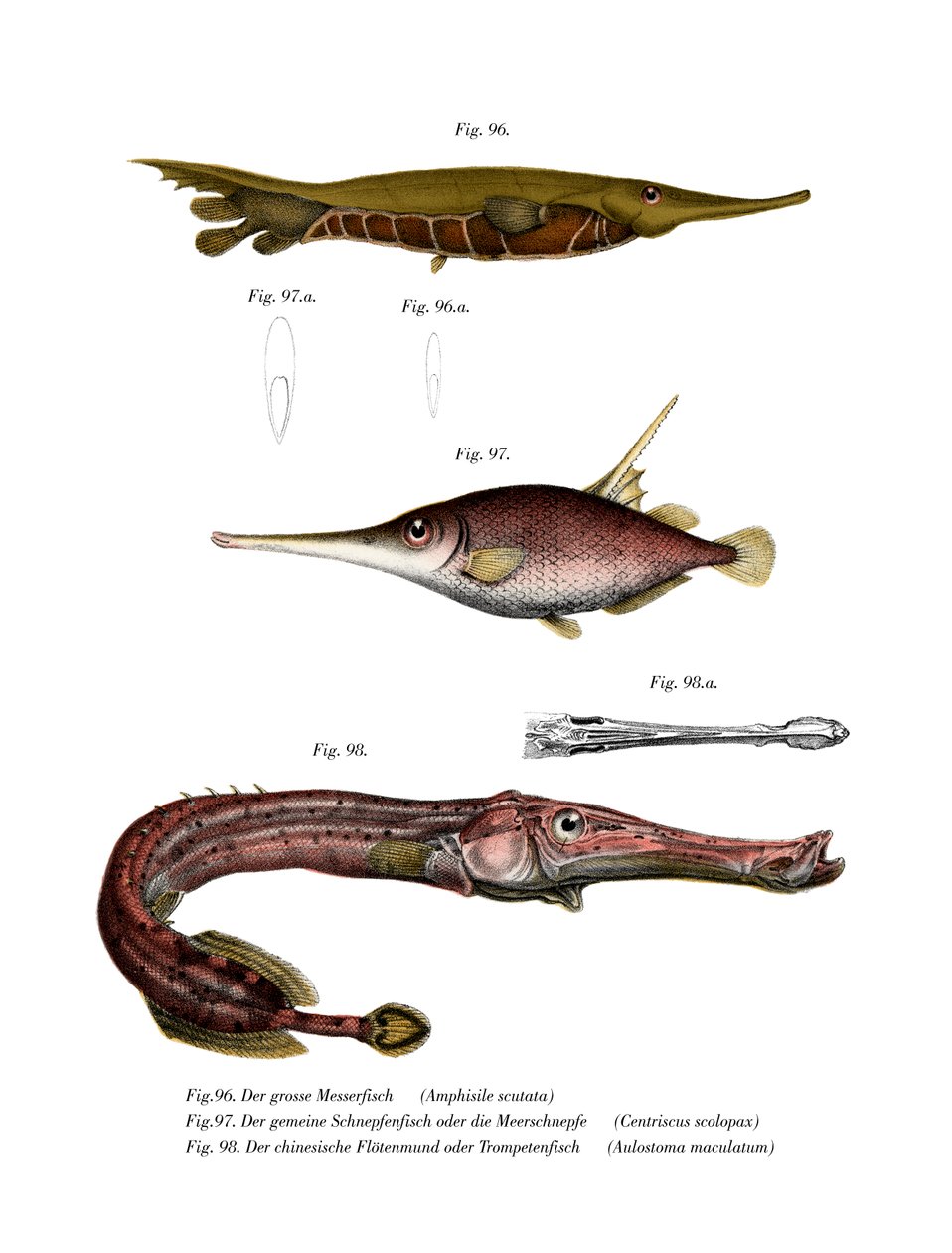 Räfflade rakhyvelfisk (färg litho) av German School