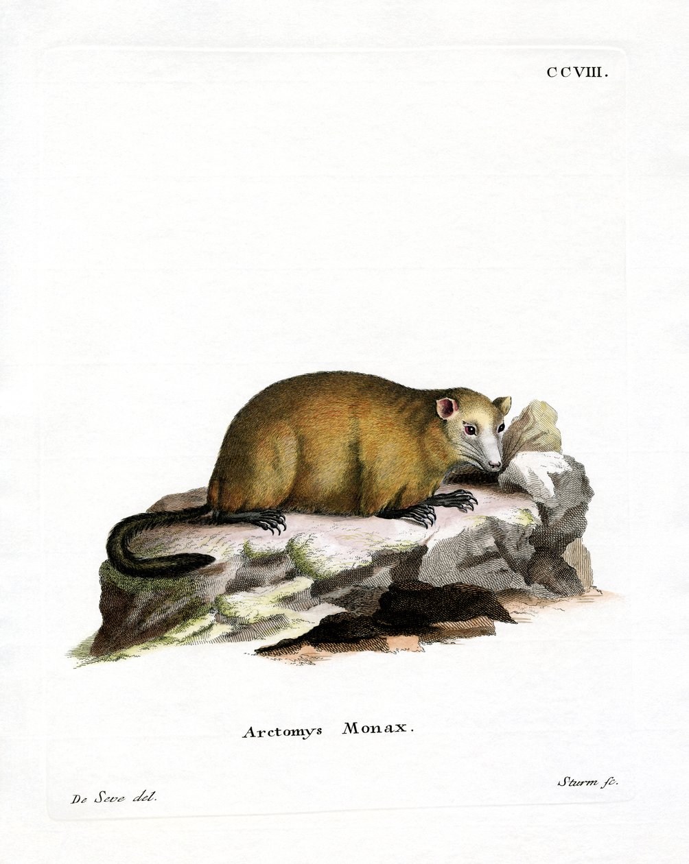 Groundhog (färgad gravyr) av German School