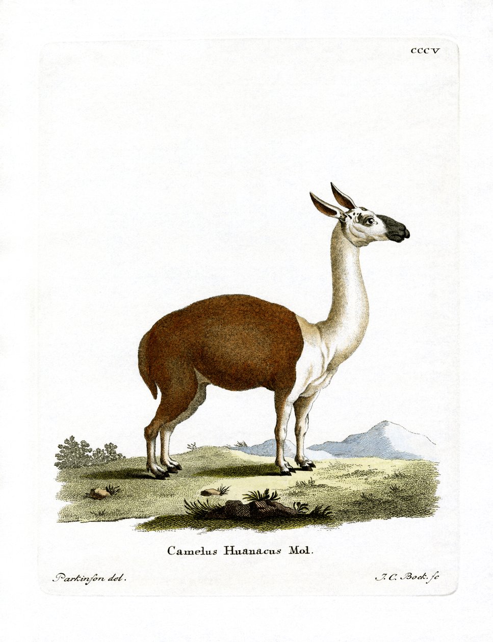 Guanaco (färgad gravyr) av German School
