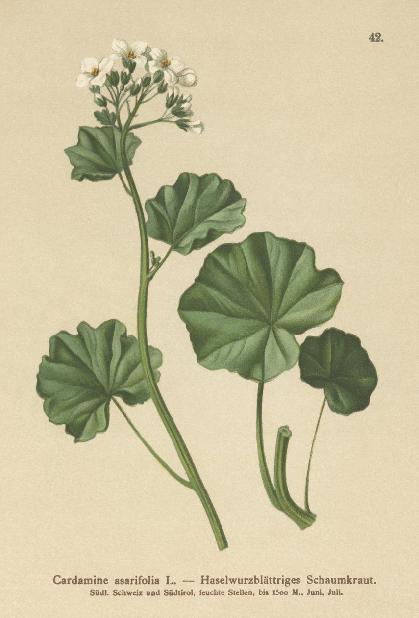 Hårig bitterkrasse (Cardamine asarifolia) av German School