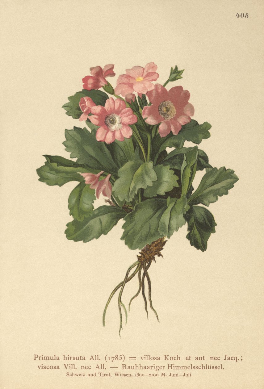 Hårig primula (Primula hirsuta) av German School