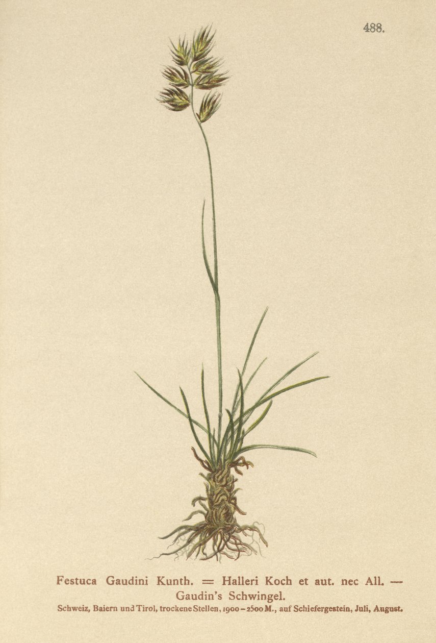 Hallers Fescue (Festuca Gaudini, Festuca Hallerie) av German School