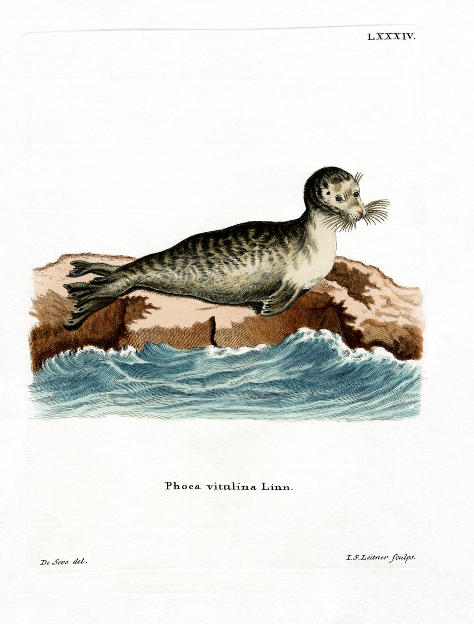 Knubbssigill (färgad gravyr) av German School
