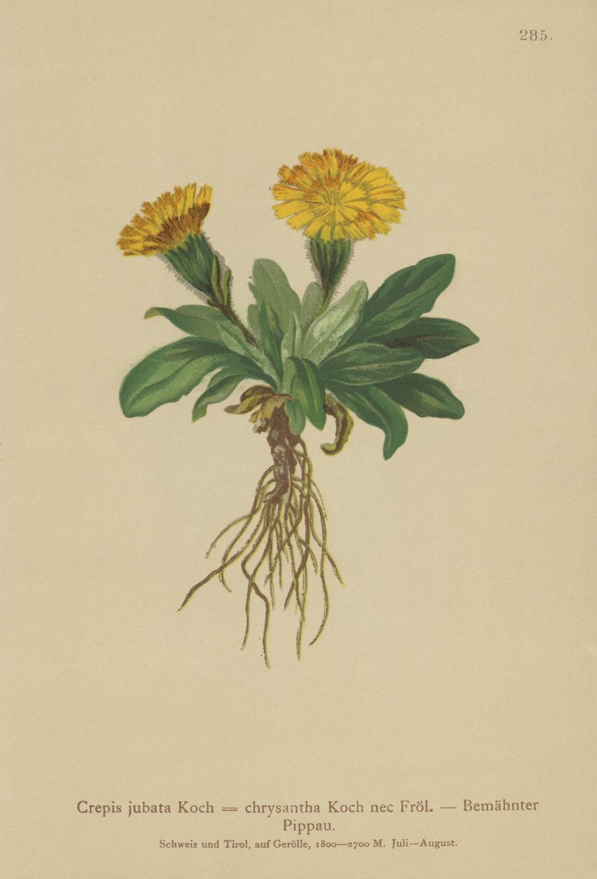 Hökskägg (Crepis jubata, Crepis rhaetica) av German School
