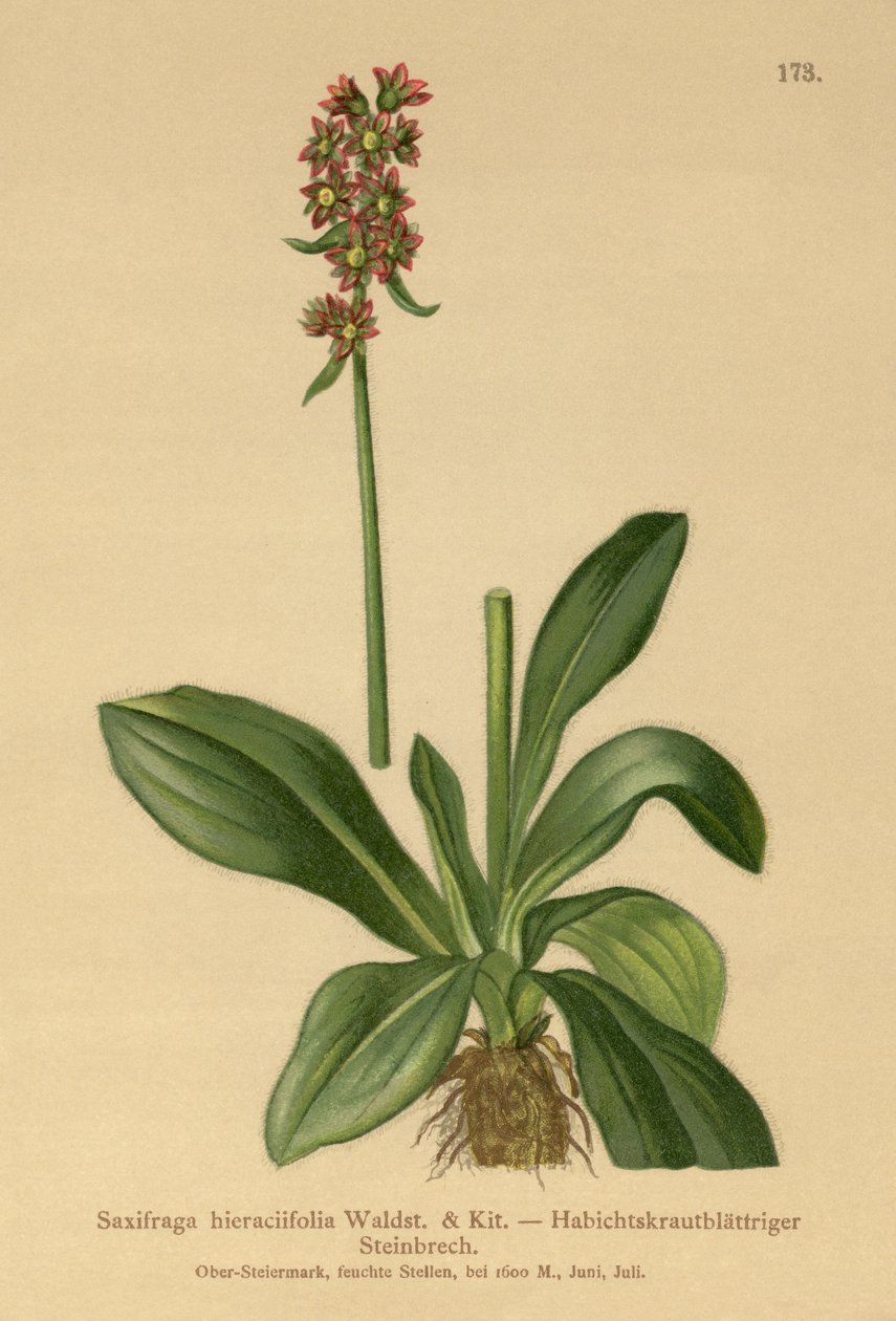 Hökgrässax (Saxifraga hieraciifolia) av German School