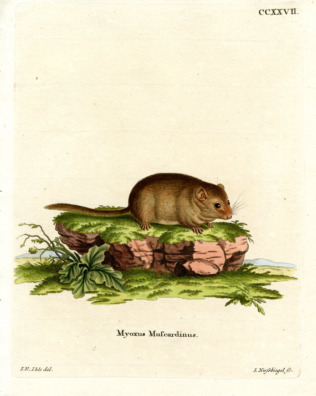 Hassel Dormouse (färgad gravyr) av German School