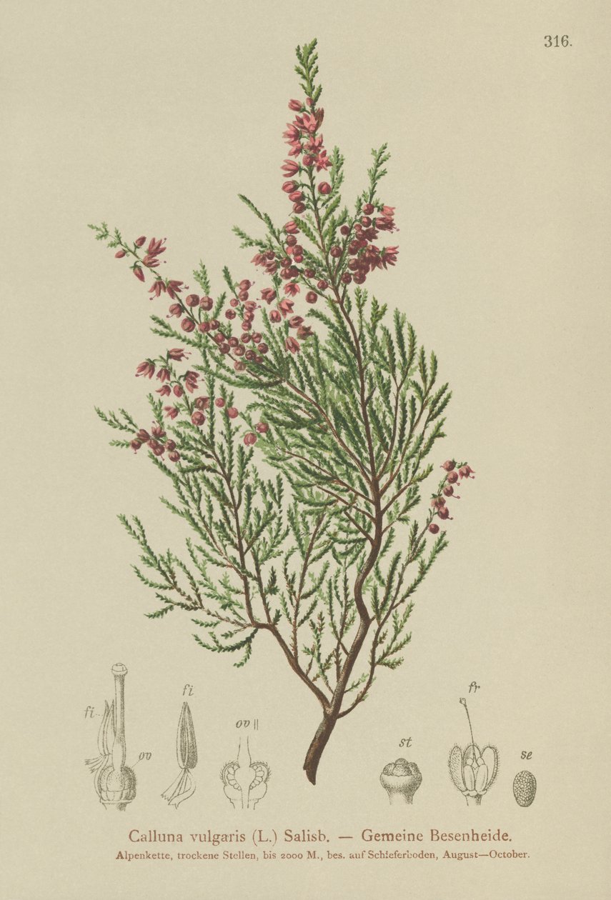 Ljung (Calluna vulgaris) av German School