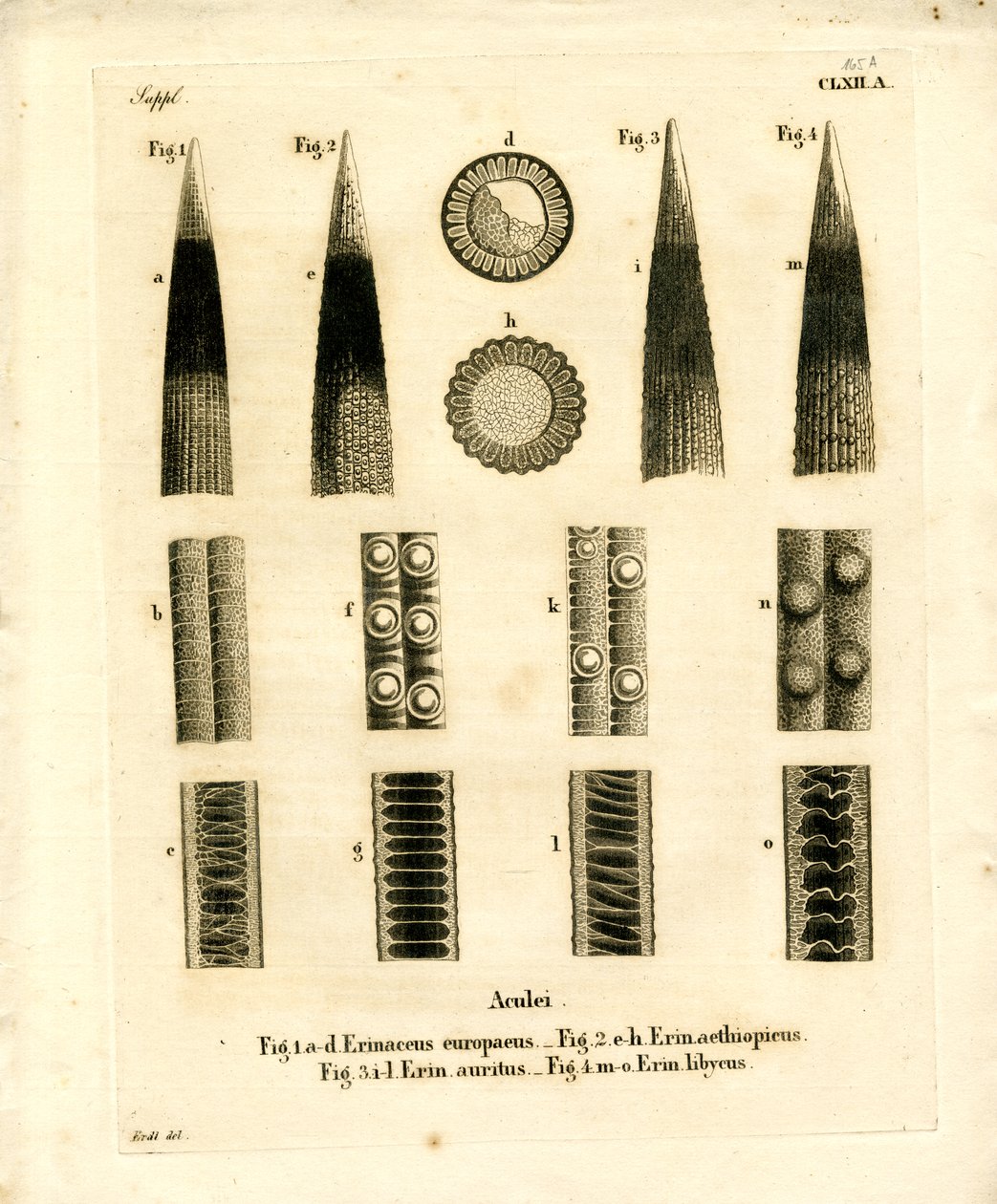 Hedgehog Prickles (färgad gravyr) av German School