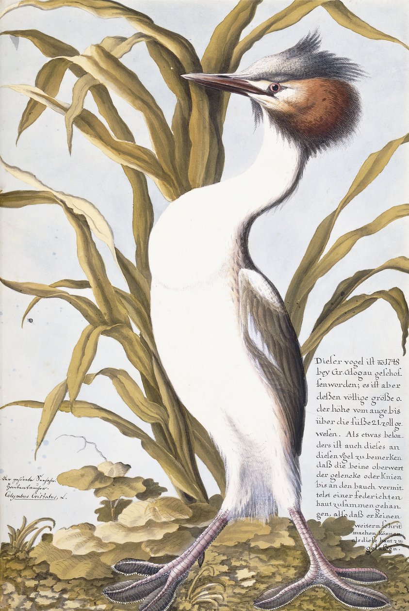 Häger, 1750-1800 av German School