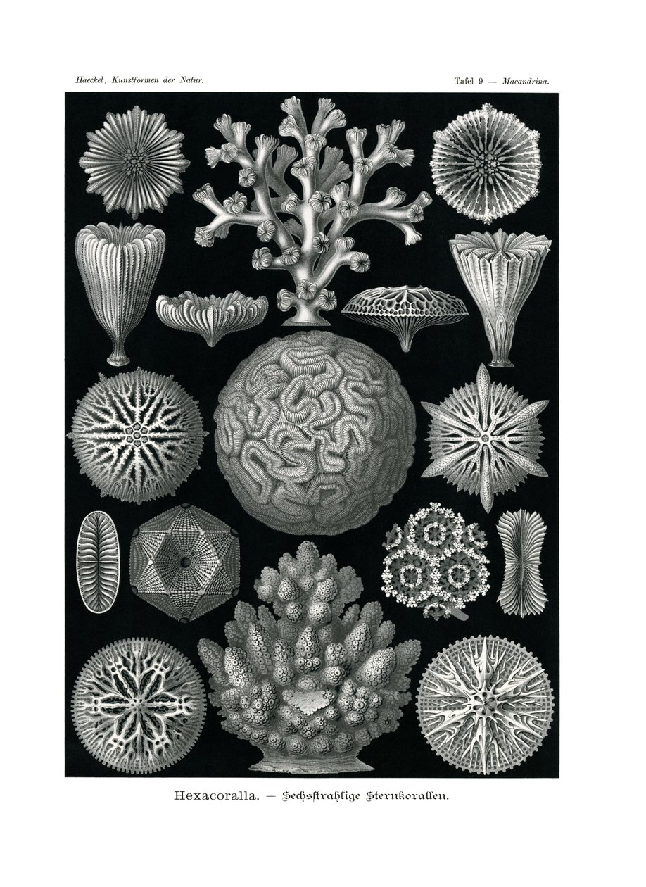 Hexacoralla, 1899-1904 av German School