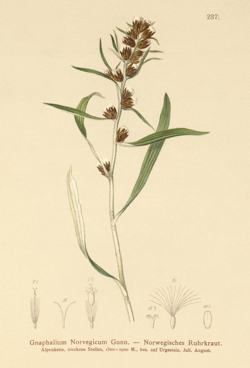 Highland Cudweed (Gnaphalium norvegicum) av German School