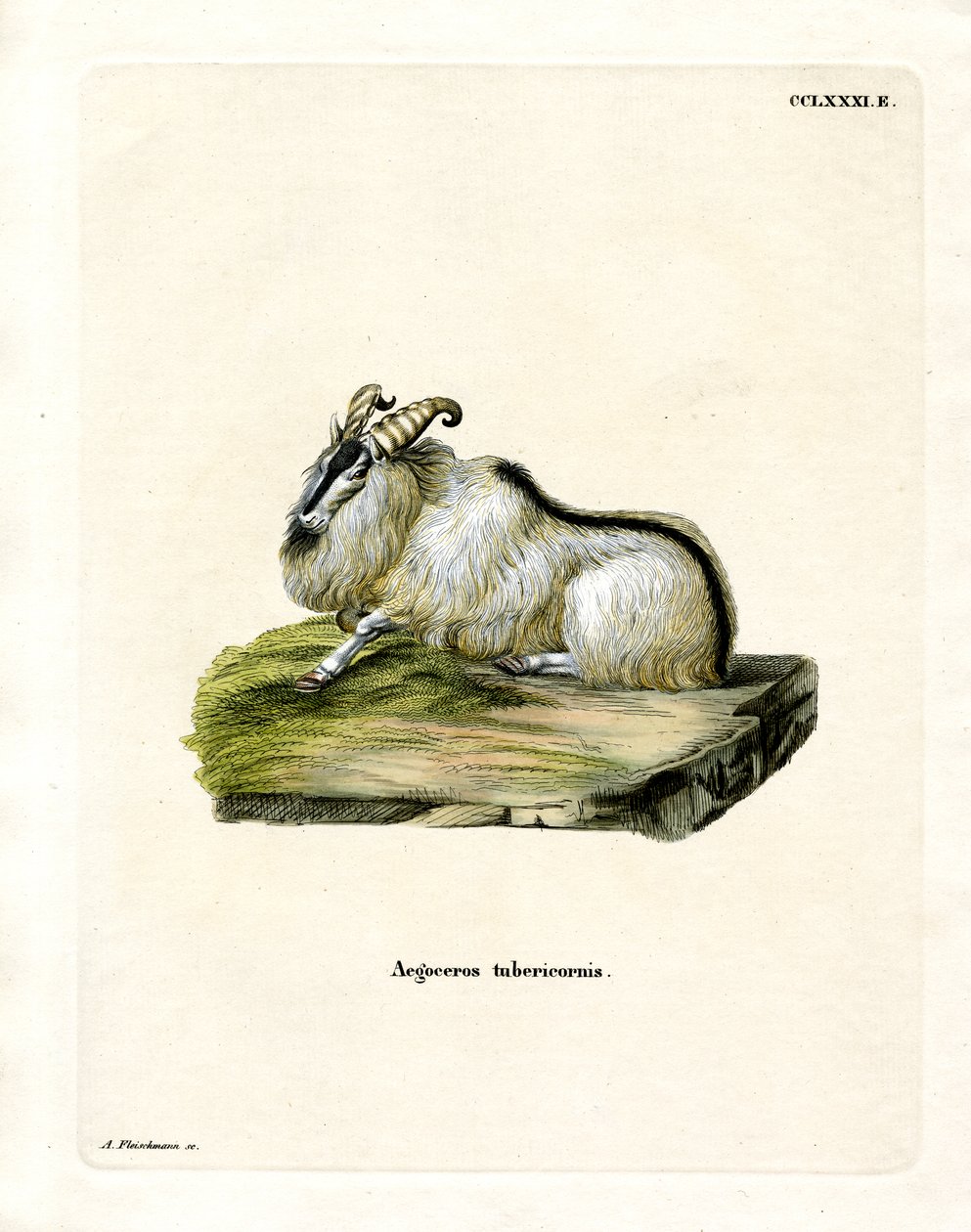Himalayan Thar (färgad gravyr) av German School