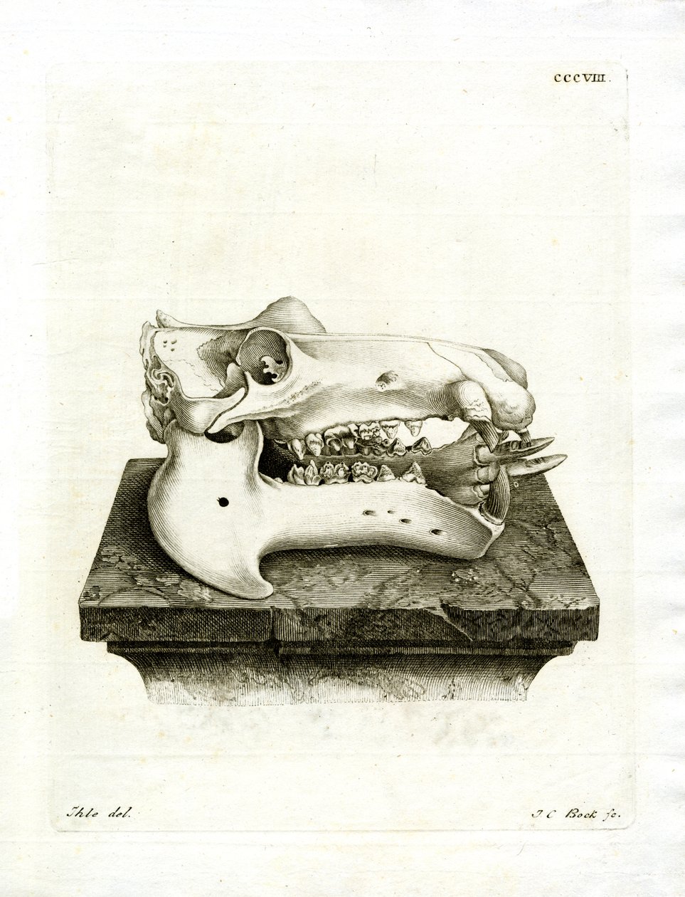 Hippo Skull (färgad gravyr) av German School