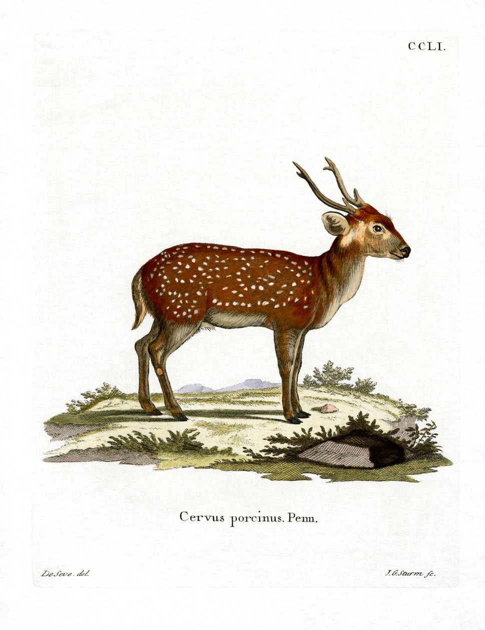 Hog Deer (färgad gravyr) av German School