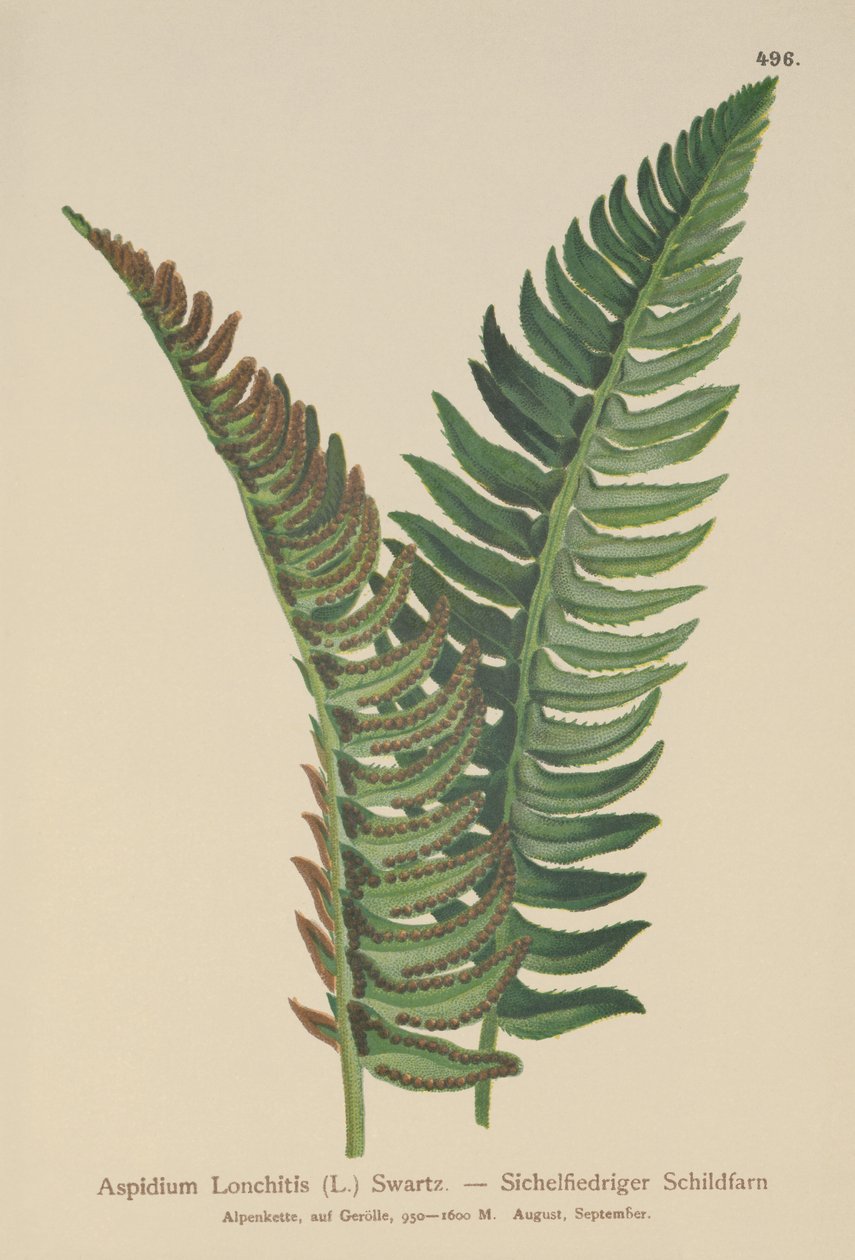 Holly ormbunke (Aspidium Lonchitis, Polystichum lonchitis) av German School