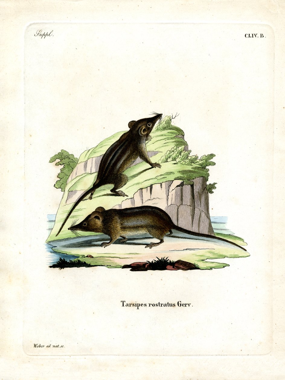 Honey Possum (färgad gravyr) av German School