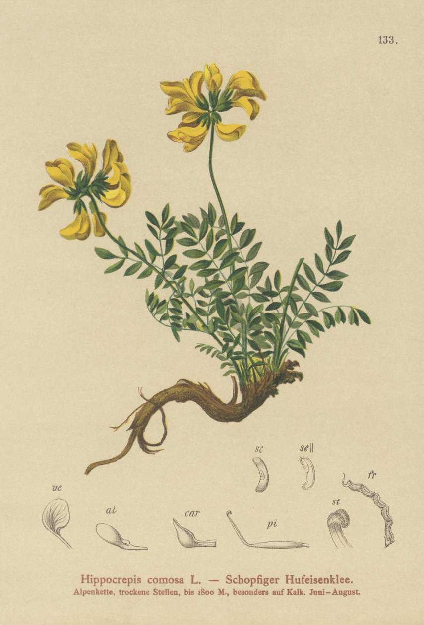 Hästskovicker (Hippocrepis comosa) av German School