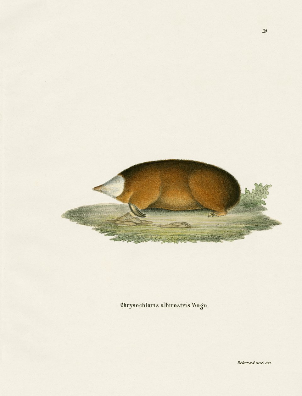Hottentot Golden Mole (färgad gravyr) av German School