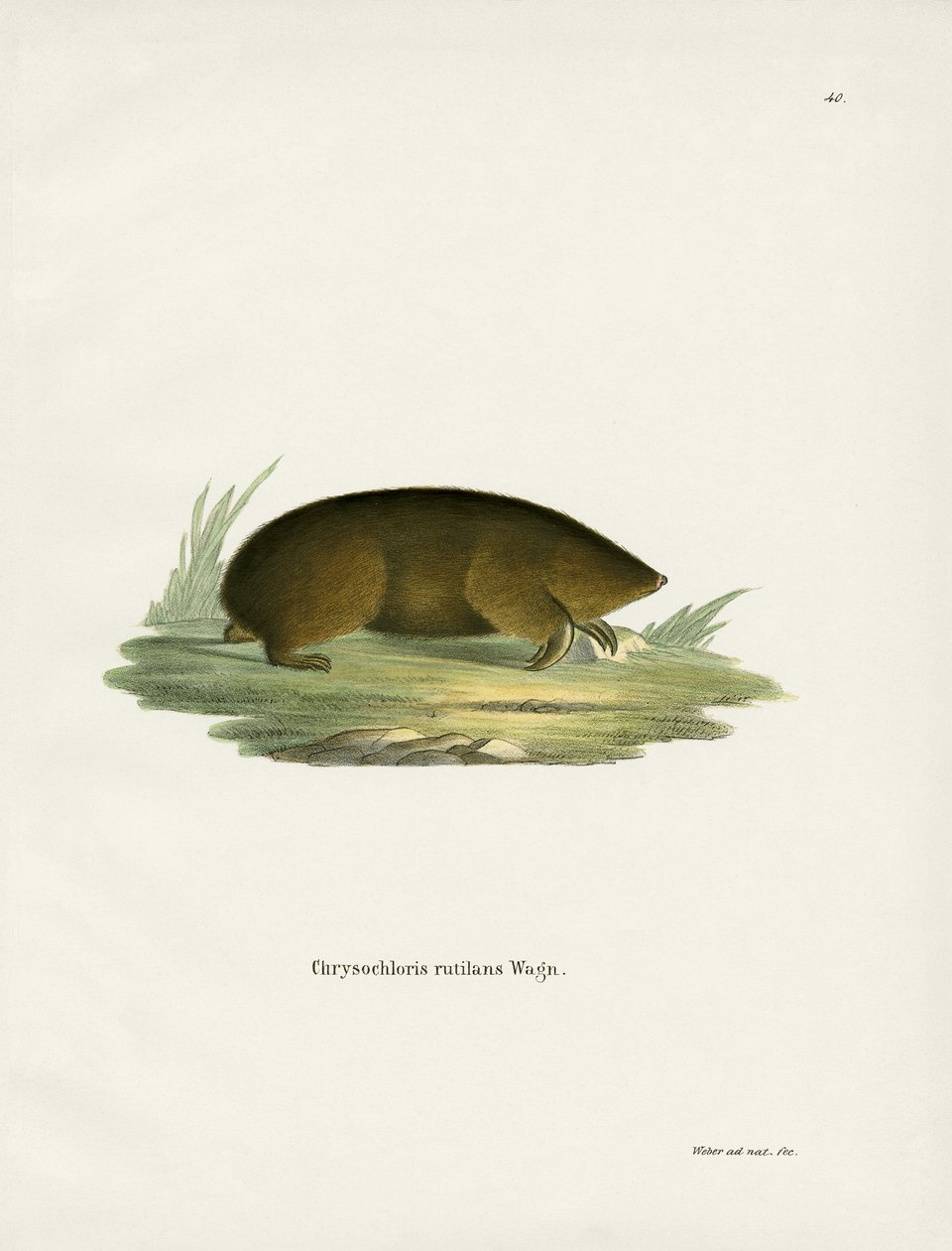 Hottentot Golden Mole (färgad gravyr) av German School