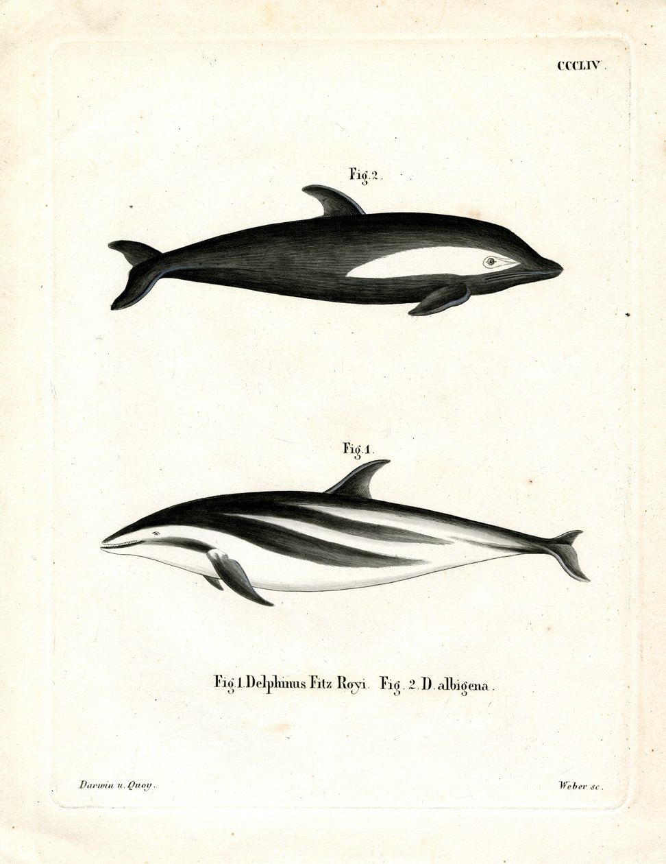 Timglas delfin (färgad gravyr) av German School