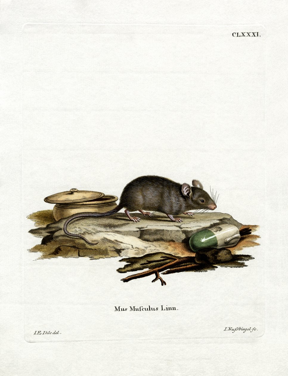 House Mouse (färgad gravyr) av German School