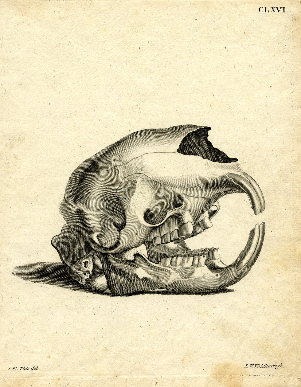 Hyrax Skull (färgad gravyr) av German School