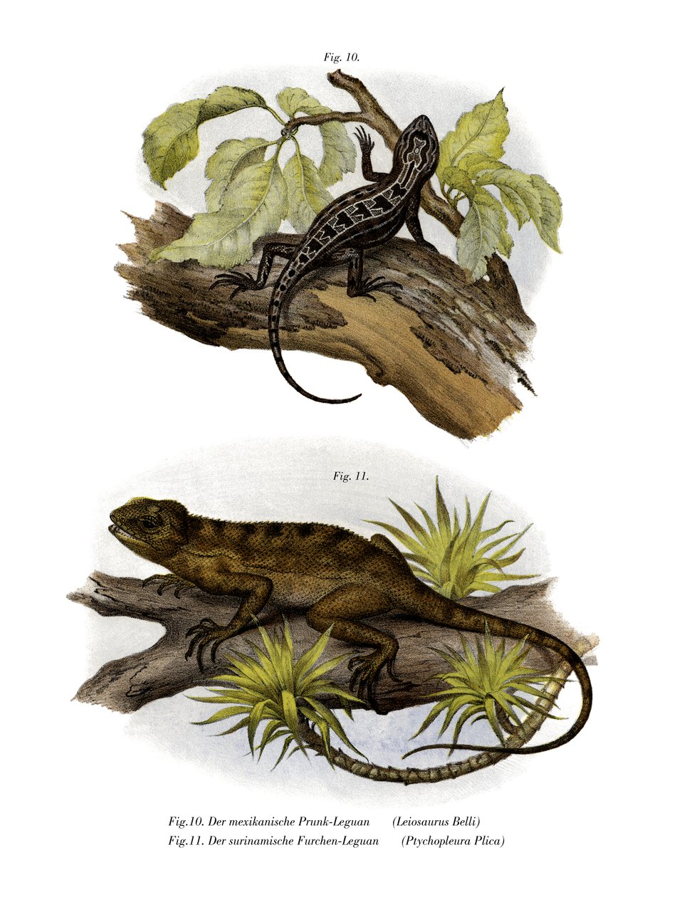 Iguana (färg litho) av German School
