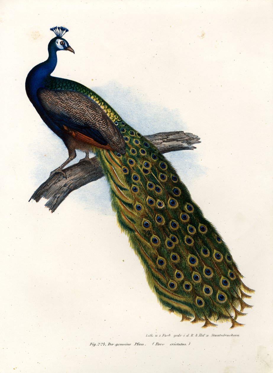 Indisk blå påfågel, 1864 av German School