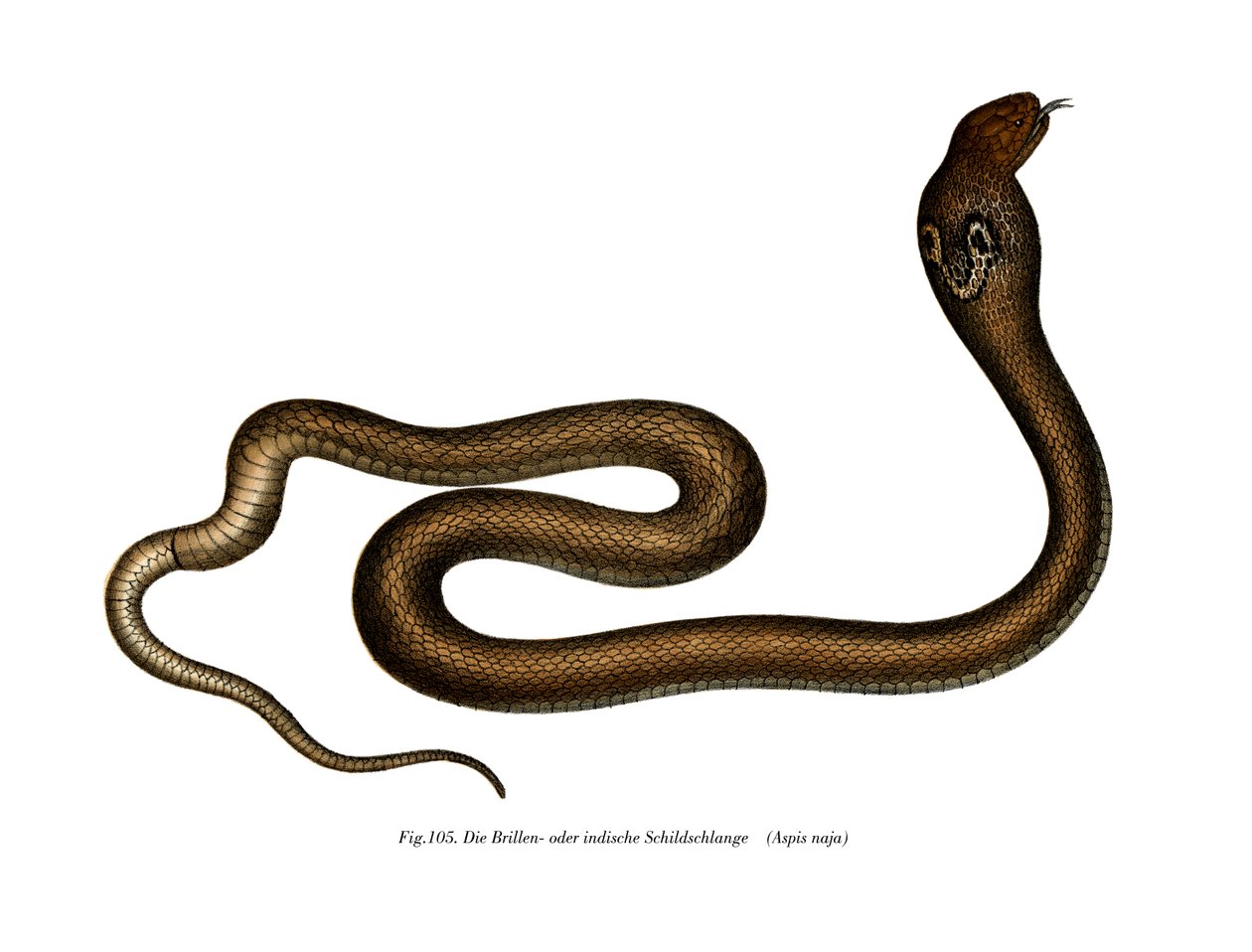 Indian Cobra (färg litho) av German School