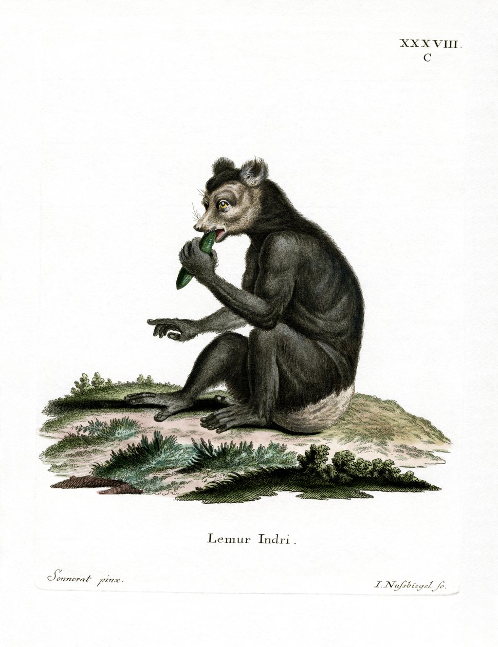 Indri (färgad gravyr) av German School