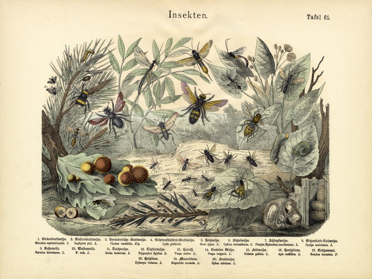 Insekter, c.1860 av German School