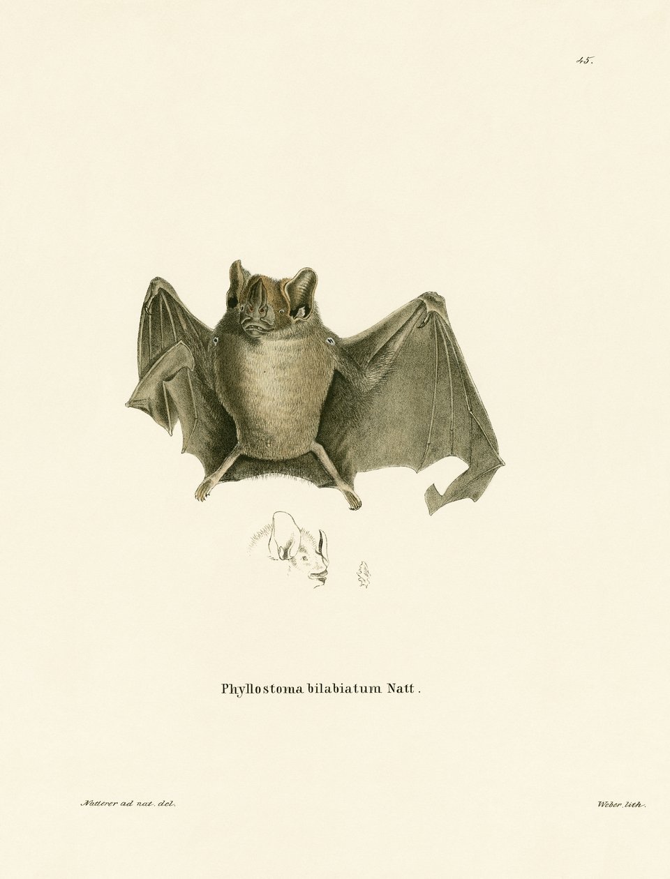 Ipanema Bat (färgad gravyr) av German School