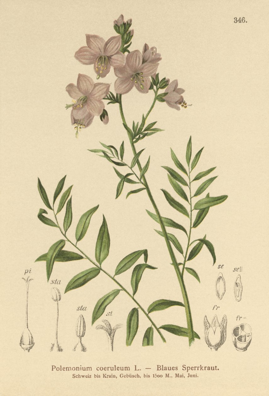 Jacobs Ladder (Polemonium coeruleum, Polemonium blå) av German School