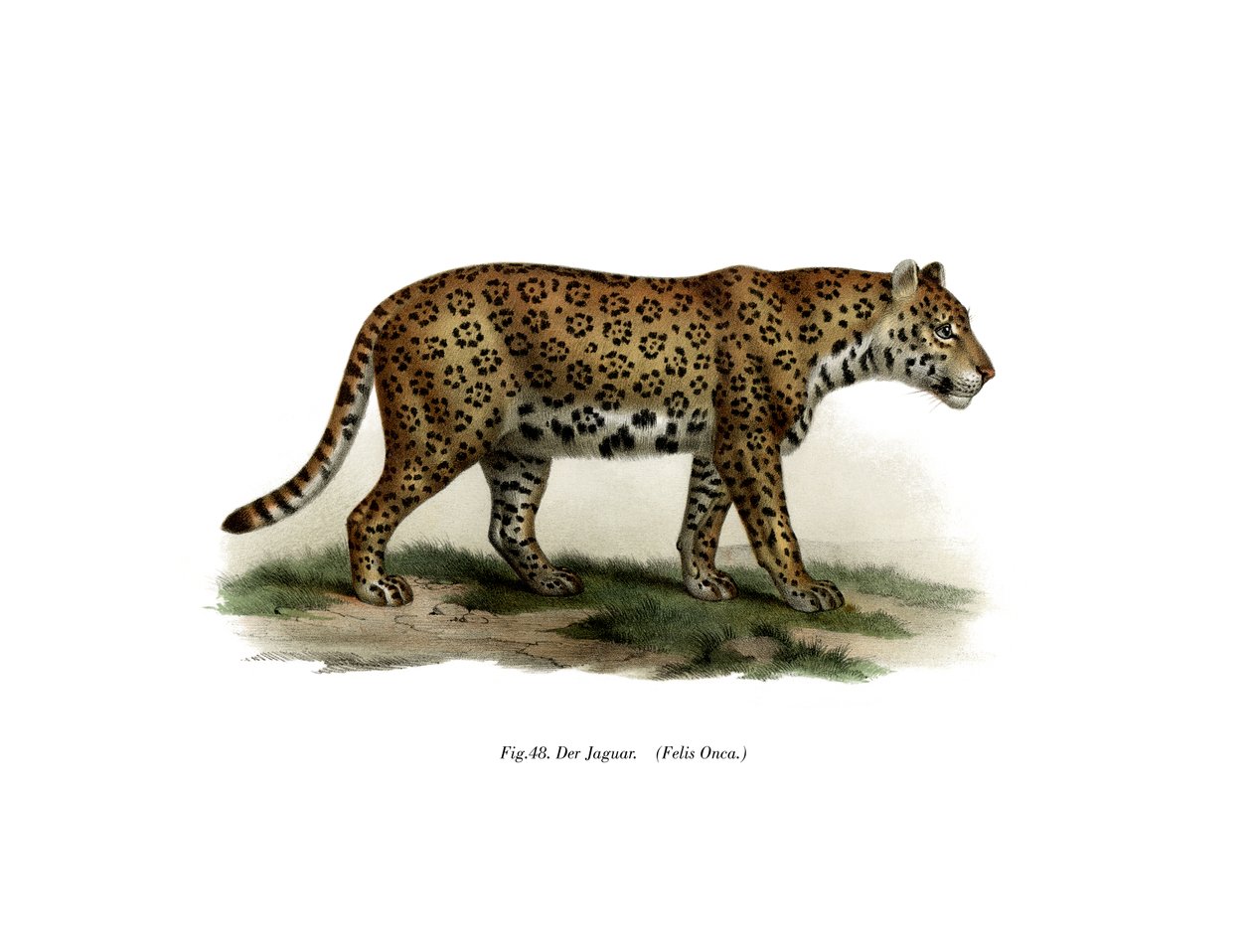 Jaguar, 1860 av German School
