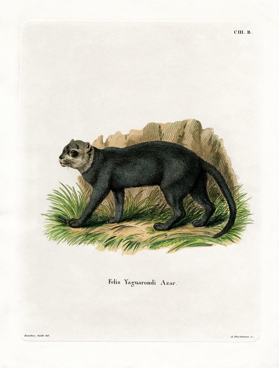 Jaguarundi (färgad gravyr) av German School